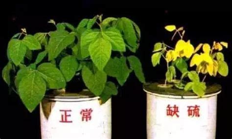 植物缺水|如何判断植物是否缺水或过度浇水？